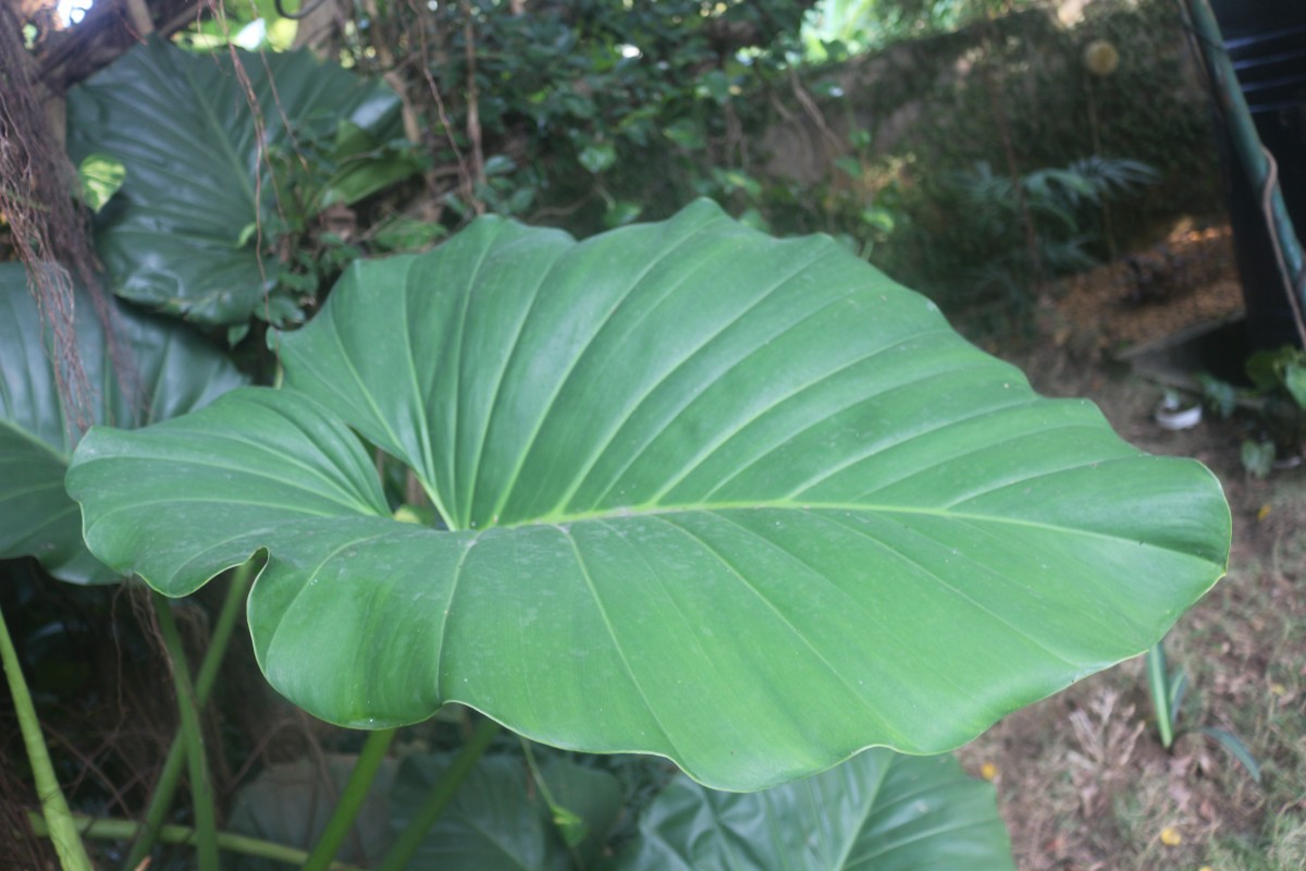 Philodendron giganteum Schott